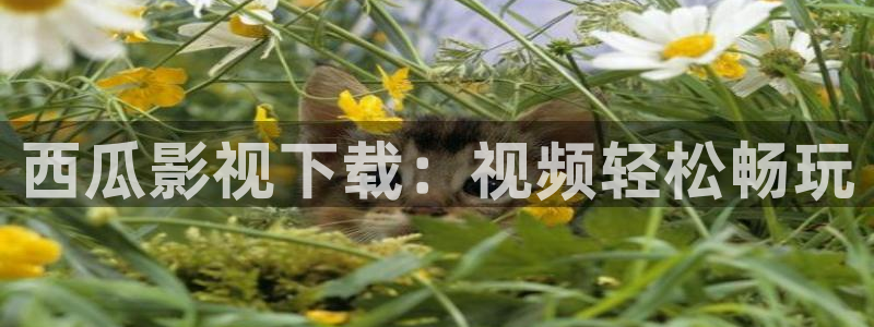 奇优影院手机电视剧免费在线观看：西瓜影视下载：视频轻松畅玩